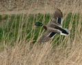 Wingspan (wing symmetry)