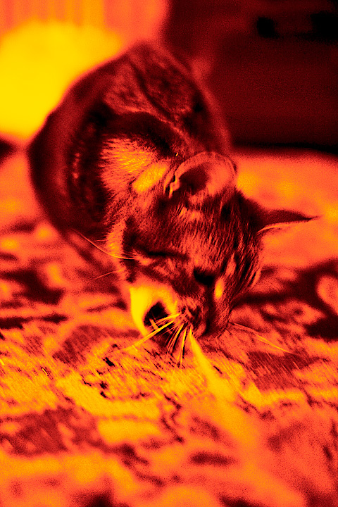 angry kitty ready for a scratch your eyes