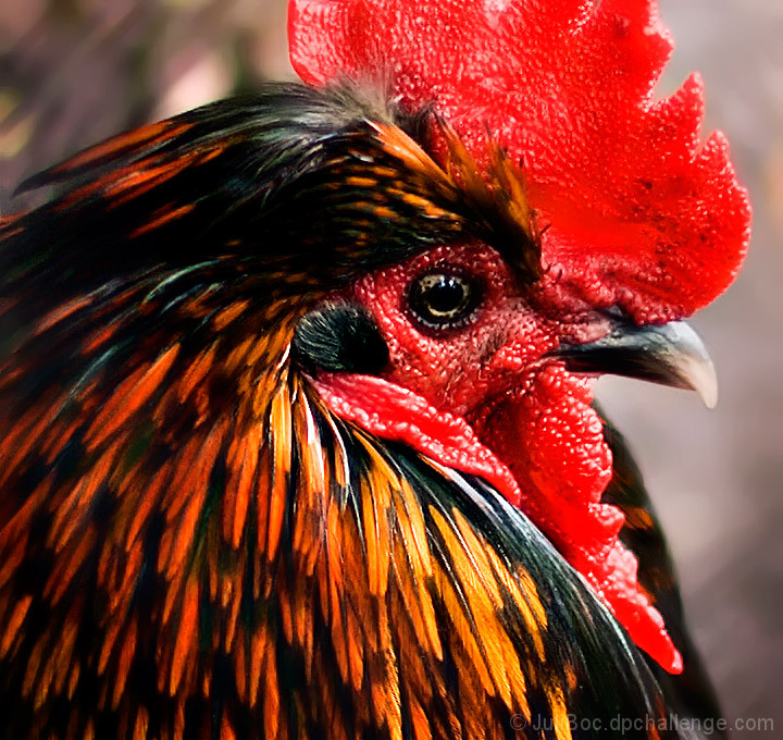 Cuban Rooster - Valezquez 