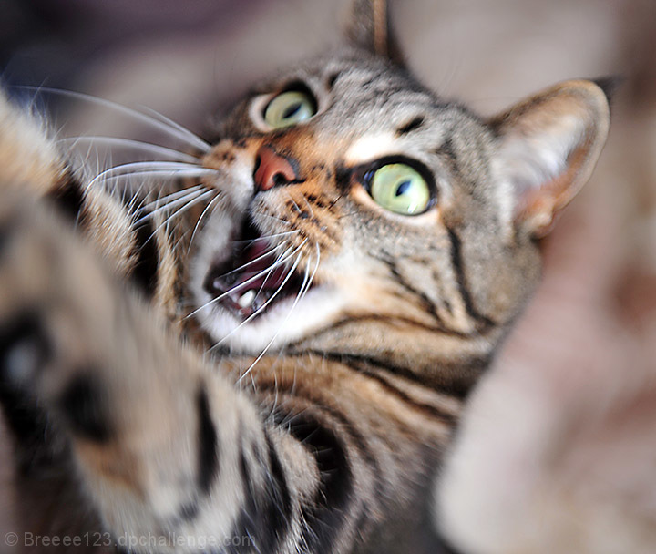 Angry Kitty Ready for a Scratch Your Eyes