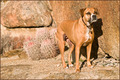 Desert Dog