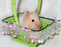 Hamster in a Basket