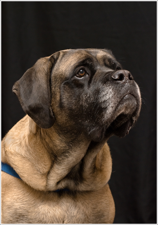 A Noble Companion