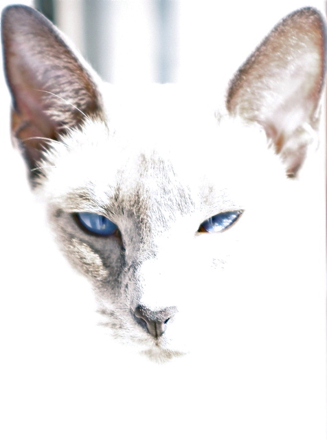 Siamese