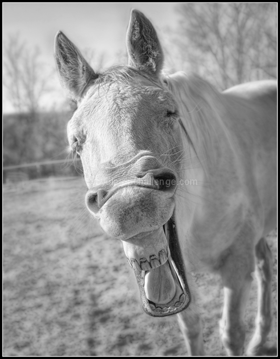 "Ok... BIG smile for the camera now..."