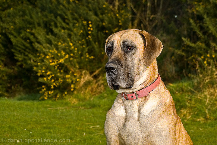 Ellie - Great Dane