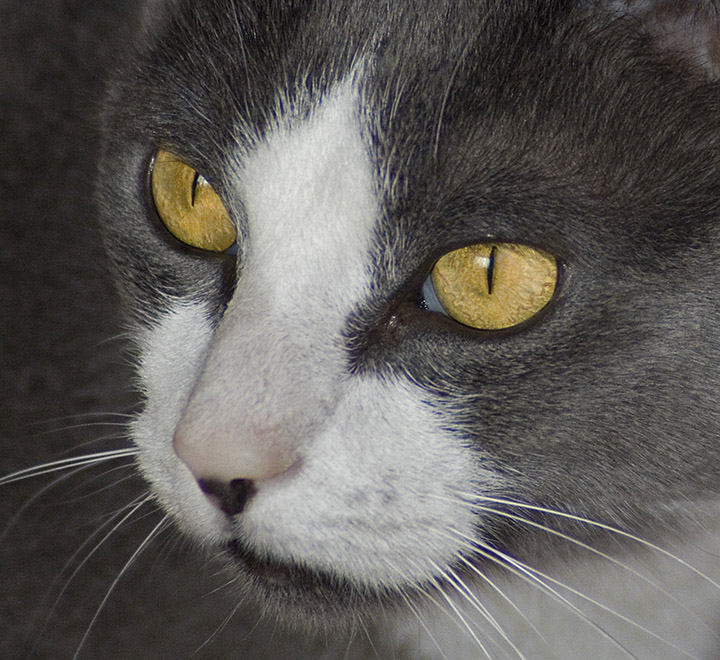 Smokey