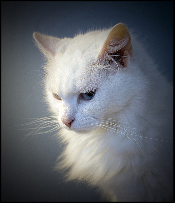 Regal