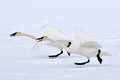 Dancin' In The Snow