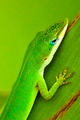 Green Hunter