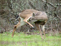 i gotta itch