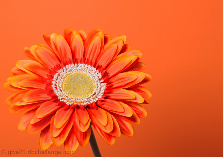 Sunburst