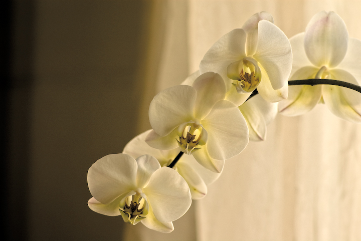 winter orchid