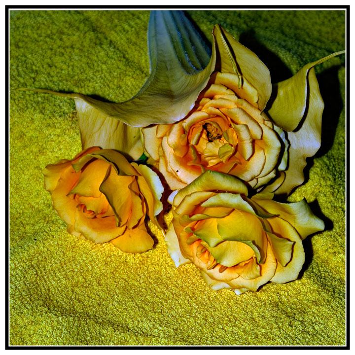 yellow Roses