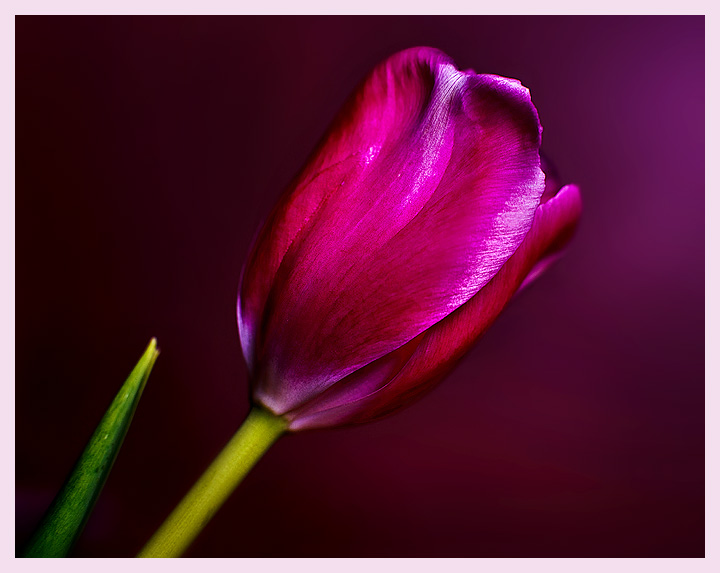 Tulipa Purpura
