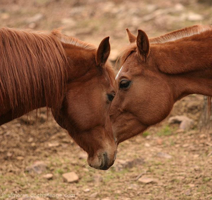 Equine handshake