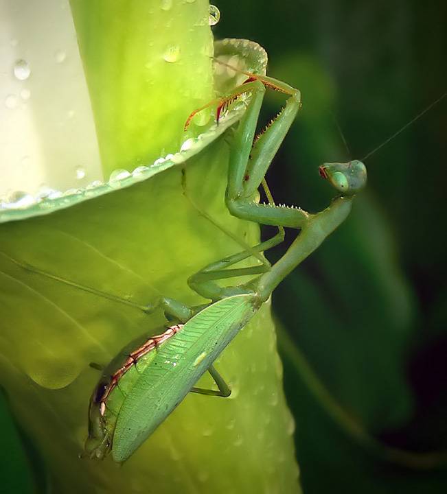 Mantis on lily