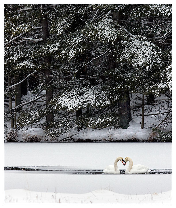 White Wedding