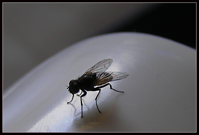 the fly