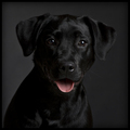 Black Dog