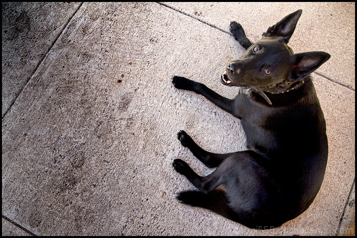 Black Dog....!