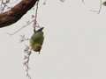 Tilted Parakeet