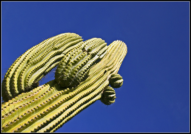 Cactus