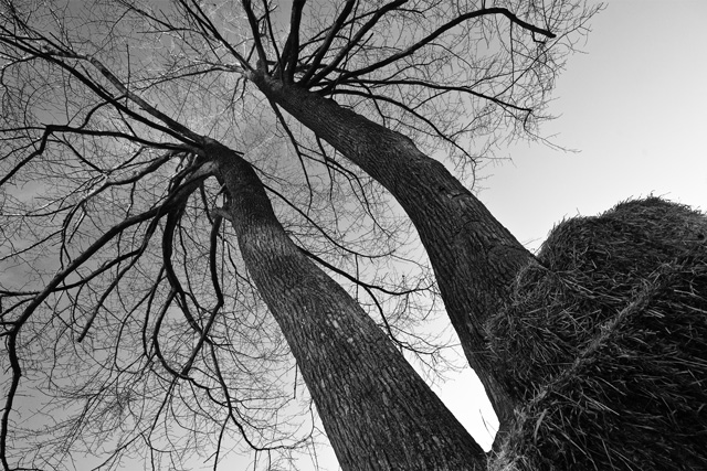 Up-rooted