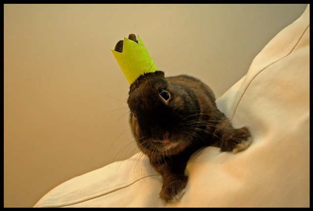 Bow to your bunny king!