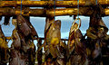 Dry fish heads.