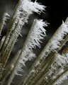 Icicles