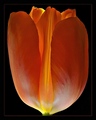 Flame