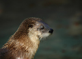 Outter go to the zoo