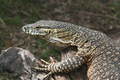 Mr Mon it tor  (monitor lizard australia)