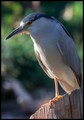 Black Crowned Night Heron