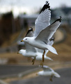 Gulls in Flight