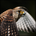 Falco Tinnunculus