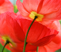 Under a Veil of Poppies