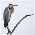 Gray Sentinel: Great Blue Heron