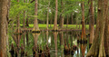 Cypress Swamp