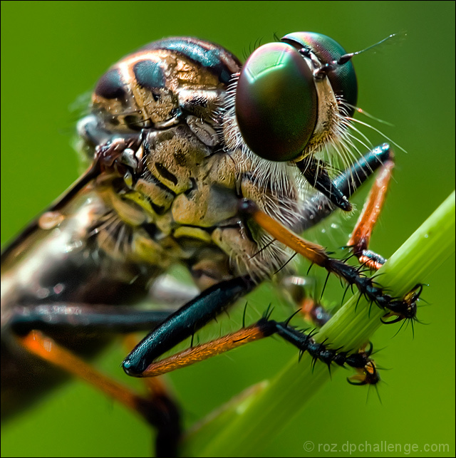 anatomy of a robberfly