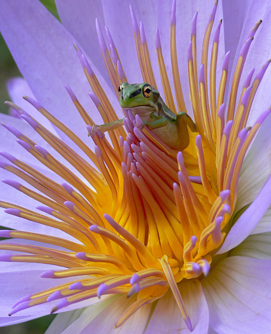 Frog on Tropical lily