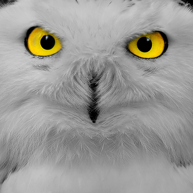 Bubo scandiacus