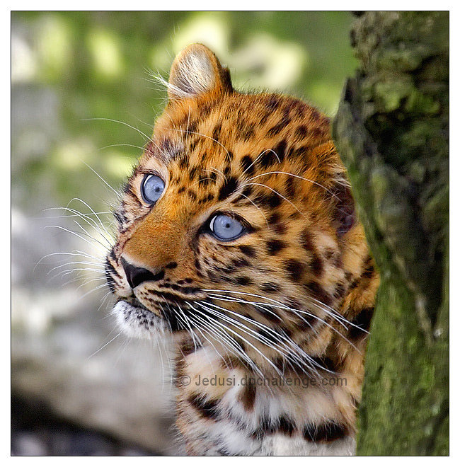 Dreaming  . .