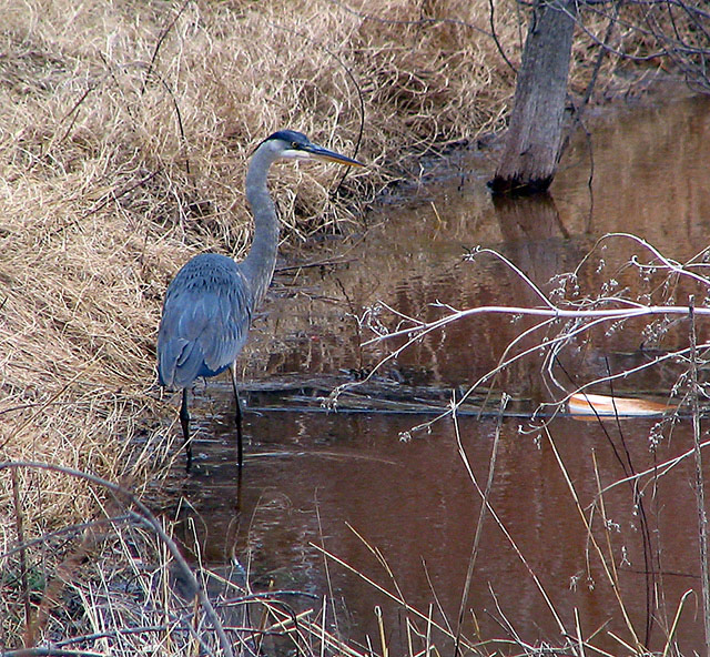 Visitor