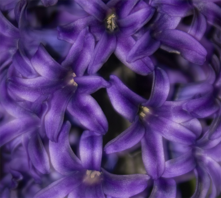 Purple Haze