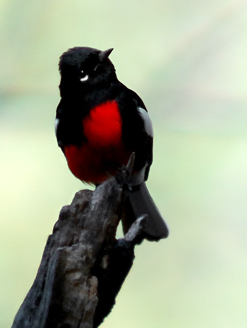 Painted Redstart