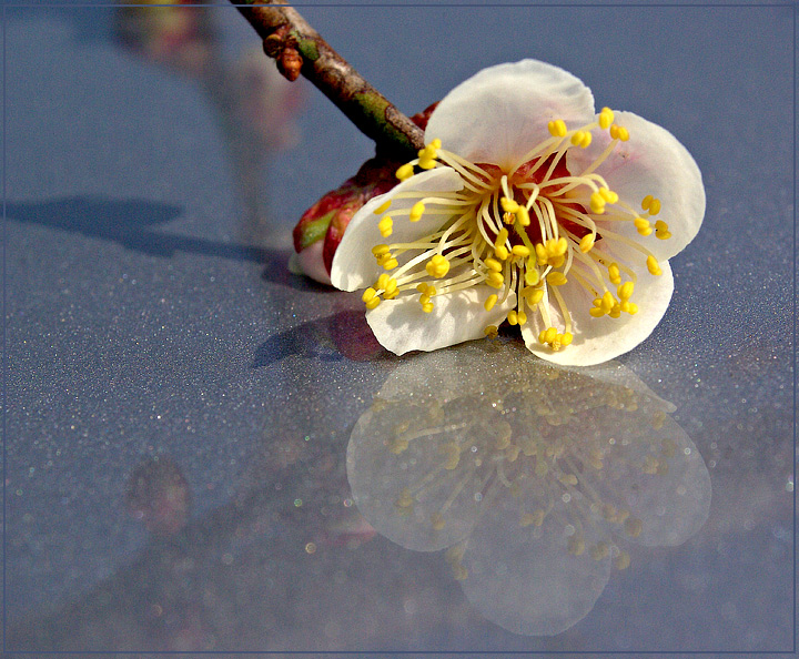 Blossom on Ice