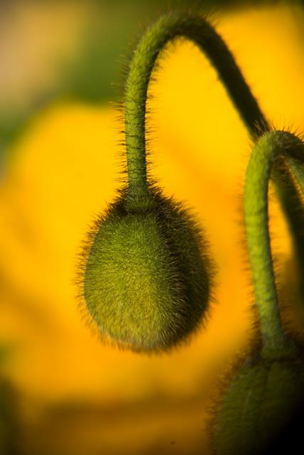 Poppies are blooming...