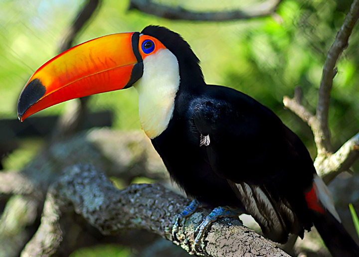 Toucan Sam 